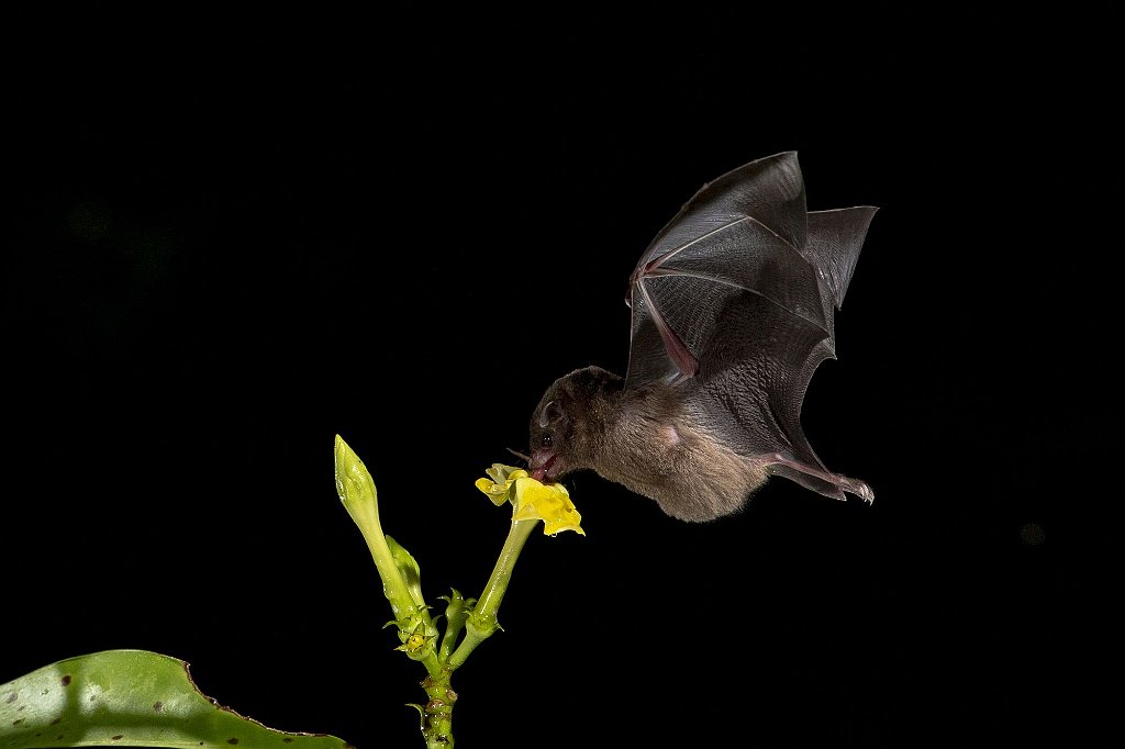 MIGLIORE FOTO NATURALISTICA 68 MAININI CLAUDIO C 002-caccia notturna_risultato.jpg